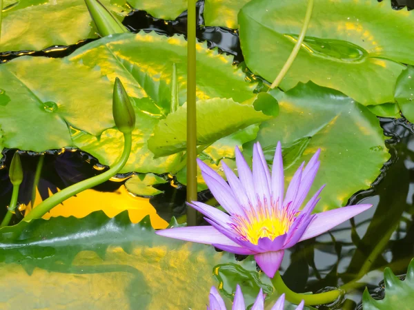 stock image Nymphaea, King of the Blues, tropical waterlily