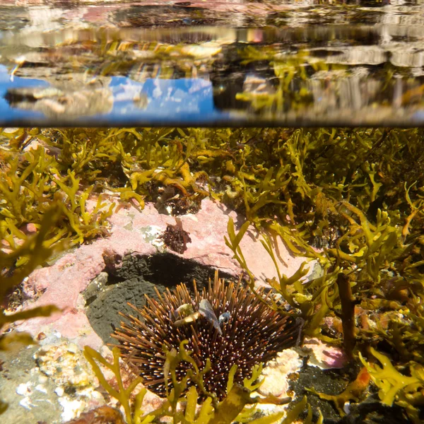 Over-under split shot of clear water in tidal pool