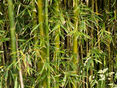 Yeşil Bambu bitki doku deseninin arka plan.