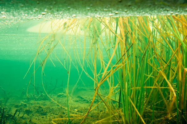 Тростниковая трава под льдом в замерзшем бобровом пруду — стоковое фото