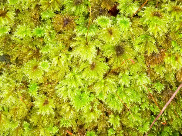 Ніжна текстура фону свіжого зеленого моху — стокове фото