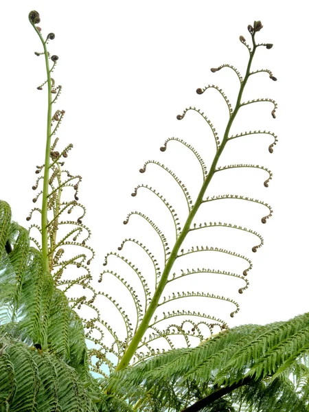 Young spring fronds of silver tree fern on white — Stock Photo, Image