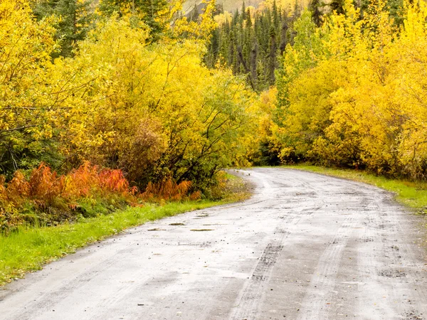 Chuva de queda na estrada de terra rural através de salgueiros amarelos — Fotografia de Stock