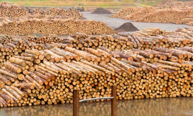 Stockpiled timber ready to be milled to lumber clipart