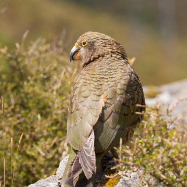 nz Alp papağan kea, nestor notabilis portresi