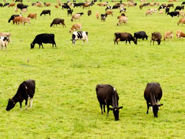 Herd of cows on lush green meadow pasture clipart