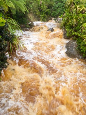 Flash flood in West Coast creek, NZ South Island clipart