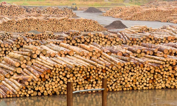 Αποθηκευμένες ξυλεία έτοιμη να υποστεί βιομηχανική επεξεργασία να αποδοθούν — Φωτογραφία Αρχείου