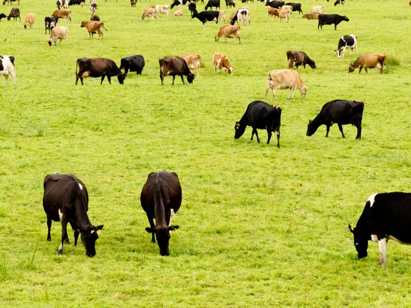 Herd of cows on lush green meadow pasture — Stock Photo, Image