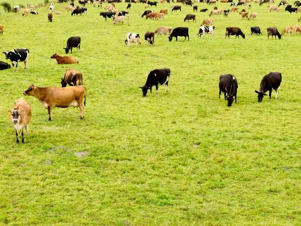 Manada de vacas en exuberantes prados verdes —  Fotos de Stock