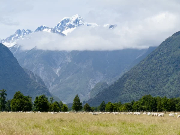 Aoraki, Mt Cook highest peak of Southern Alps, NZ — Stock Photo, Image