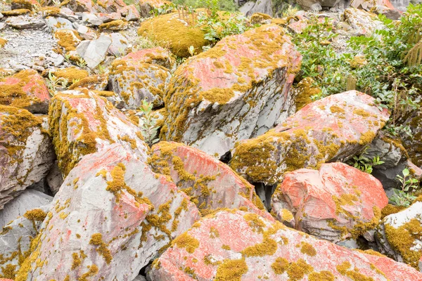 Каменные валуны, покрытые апельсиновыми лишайниками и мхом — стоковое фото