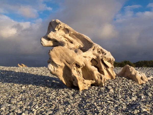Естественно скульптурная древесина на галечном пляже — стоковое фото