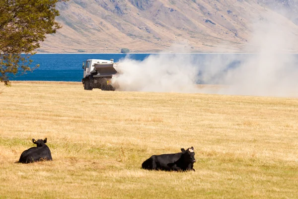 Vacas assistir caminhão aplicar fertilizante no campo de pastagem — Fotografia de Stock