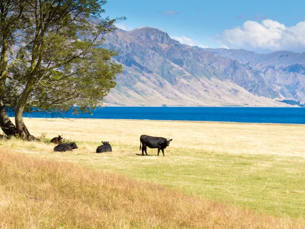Nötkreatur betar på hawea sjö, södra Alperna, nz — Stockfoto