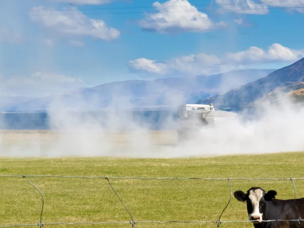 stock image Cow watch truck apply fertilizer on pasture field