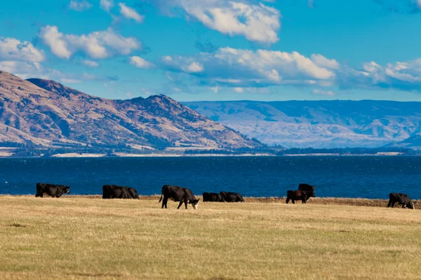 Hawea Gölü, Güney Alpler'in, Yeni Zelanda otlatma sığır — Stok fotoğraf