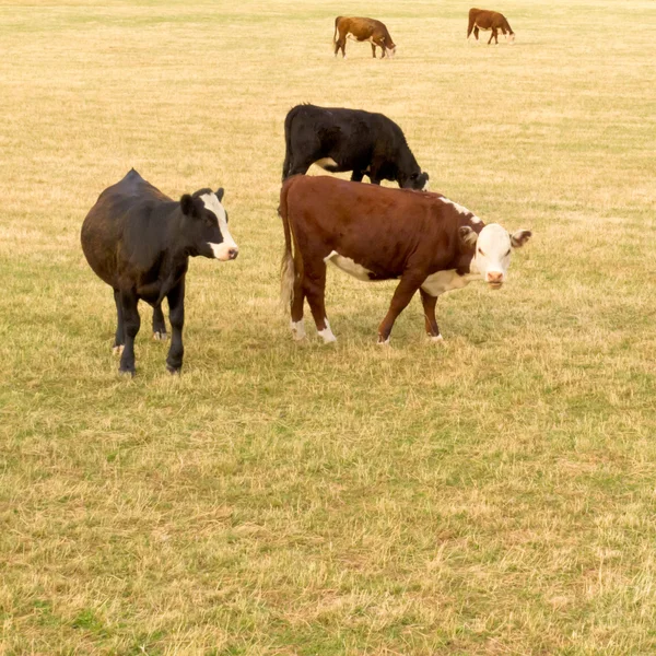 Vacas jóvenes en exuberantes prados verdes —  Fotos de Stock