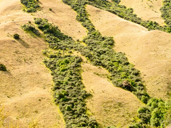 Network of green veins in dry grassland in NZ — Stok fotoğraf