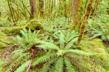 bakir yağmur ormanı vahşi fiordland np NZ