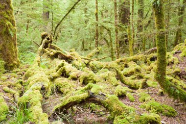 bakir yağmur ormanı vahşi fiordland np NZ