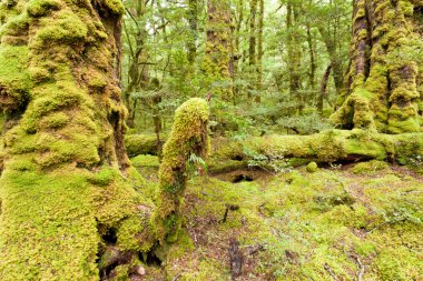 Virgin rainforest wilderness of Fiordland NP NZ clipart