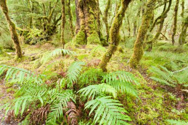 bakir yağmur ormanı vahşi fiordland np NZ