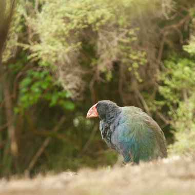 nz uçamayan kuş takahe porphyrio hochstetteri