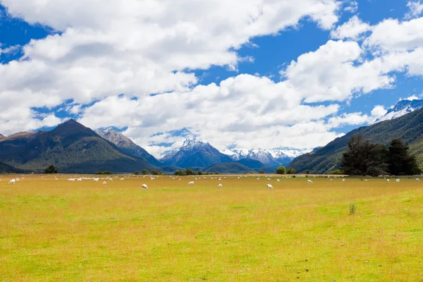 Sheep, peaks and Mt Aspiring NP, Southern Alps NZ — Stock Photo, Image