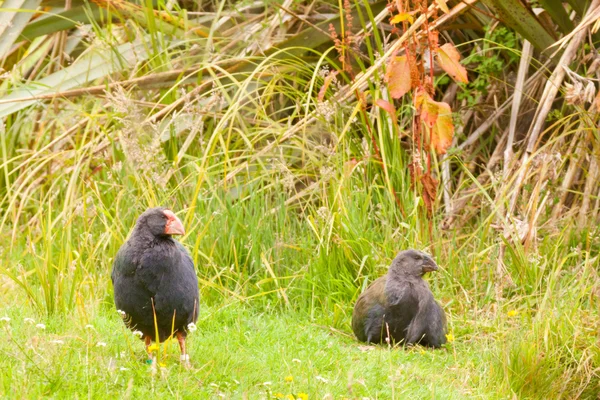 Flightless NZ bird Takahe adult and young chick — Stock Photo, Image