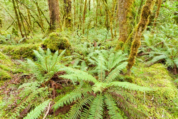 Jungfräulicher Regenwald Wildnis von Fiordland np nz — Stockfoto