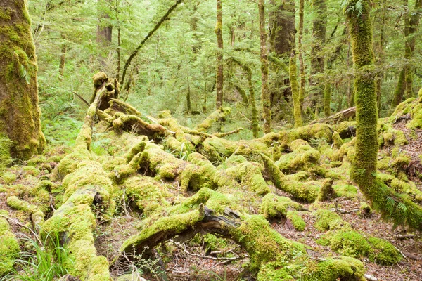 Virgin rainforest wilderness of Fiordland NP NZ — Stock Photo, Image