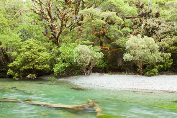 Rio na floresta tropical deserto de Fiordland NP NZ — Fotografia de Stock