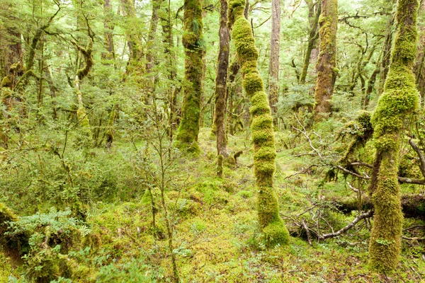 Παρθένο τροπικό δάσος έρημο της fiordland np nz — Φωτογραφία Αρχείου