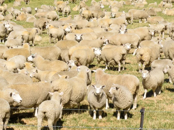 Flock of wool sheep close together in field — Stock Photo, Image