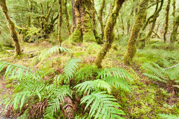Jungfrulig regnskog vildmarken i fiordland np nz — Stockfoto