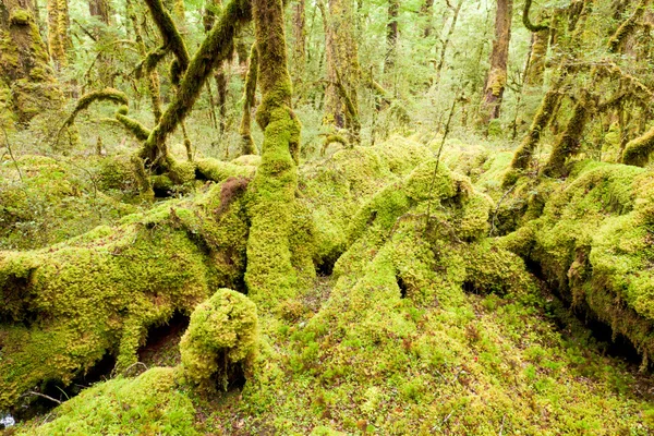Foresta pluviale vergine deserto di Fiordland NP NZ — Foto Stock