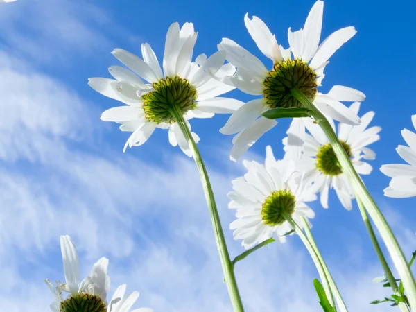 Крупним планом знімок білих ромашкових квітів знизу — стокове фото