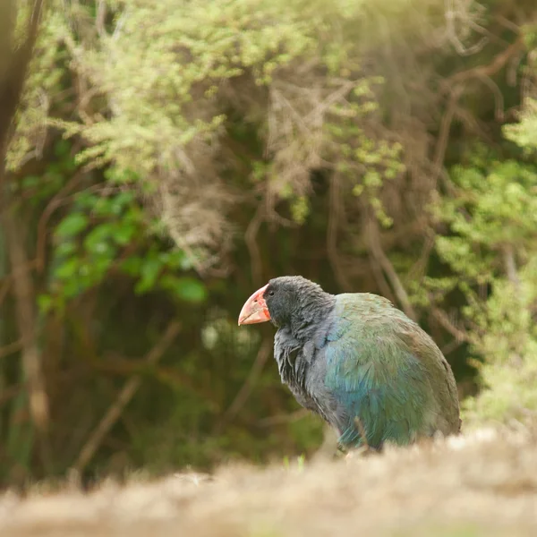 ニュージーランドの飛べない鳥タカヘ porphyrio hochstetteri — ストック写真