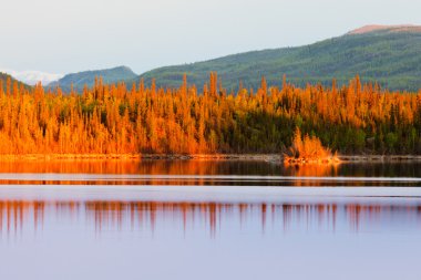 Sunset reflections on boreal forest lake in Yukon clipart