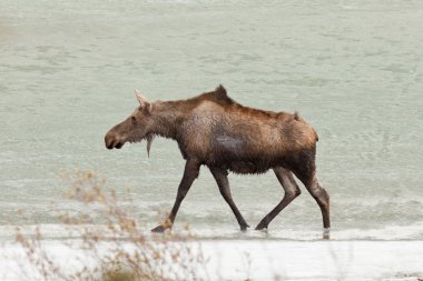Young moose wading in shallow water of frozen lake clipart
