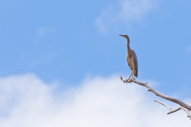 ak balıkçıl ardea novaehollandiae yüksek rütbeli