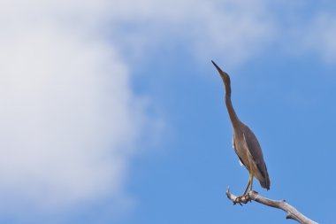 ak balıkçıl ardea novaehollandiae yüksek rütbeli