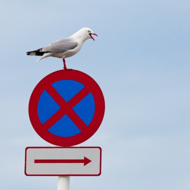 Seagull perched beak open on no stopping roadsign clipart
