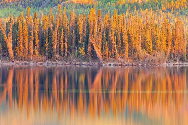 Reflexiones al atardecer sobre el lago del bosque boreal en Yukón —  Fotos de Stock