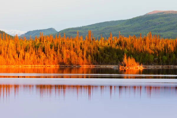 Naplemente gondolatok a boreális erdő tó, Yukon — Stock Fotó