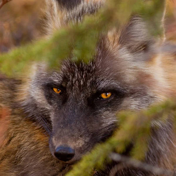 Pronikavý pohled rodu vulpes výstrahy red fox — Stock fotografie