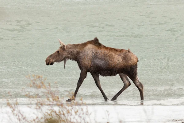 Young moose wading in shallow water of frozen lake — Stock Photo, Image