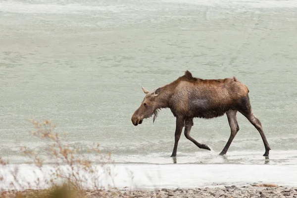 Jonge moose waden in het ondiepe water van bevroren meer — Stockfoto