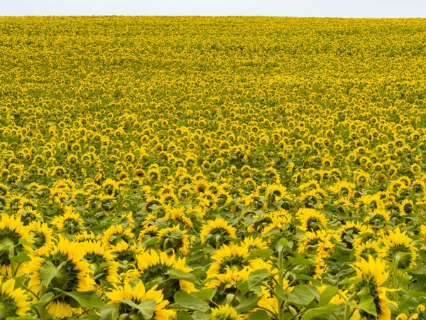 Fältet av blommande gul solrosor till horisonten — Stockfoto